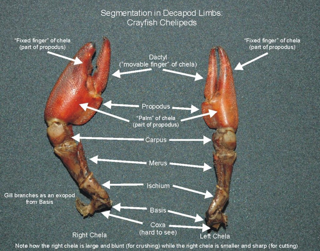 Crawdads in NC | Lucky Sci